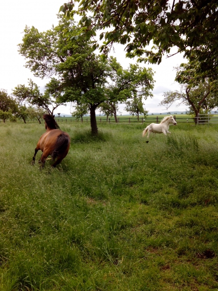 IMG_20130525_132855 (2)